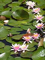 Esmeralda (fam Nympheas) (Obt. Latour-Marliac 1912) (01) (Photo F. Mrugala)